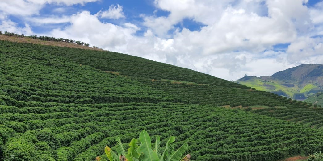 Adubação de Plantio e Formação do Cafeeiro Conilon » Portal